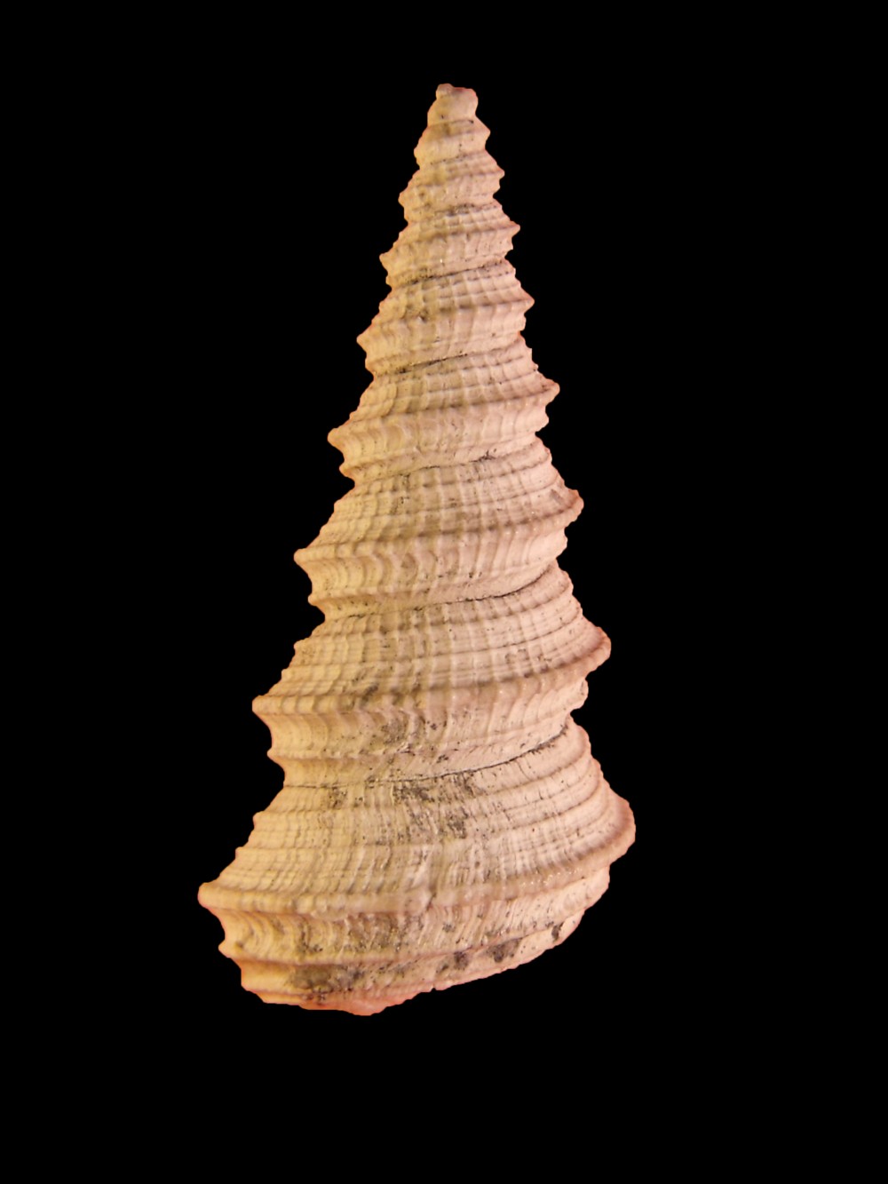 Fimbriatella Brocchi